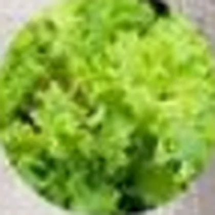 Crisp salad leaves — the Luxalad salad base